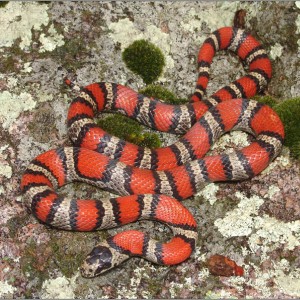 Lampropeltis webbi