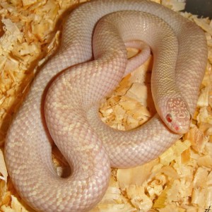 "Lavender White sided" brooksi