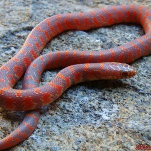 "Lavender Flame" (het "Hypo")