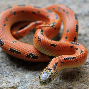 "Mosaic Mystery" Brooksi