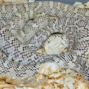 Anerytheristic brooksi