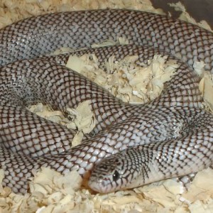 axanthic brooksi
