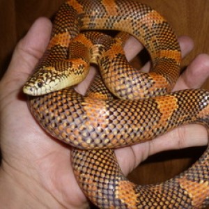 blaze goini