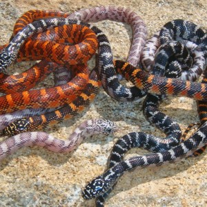 Erytheristic (het Anery & "Pumpkin") X "Pumpkin" (het Anery)