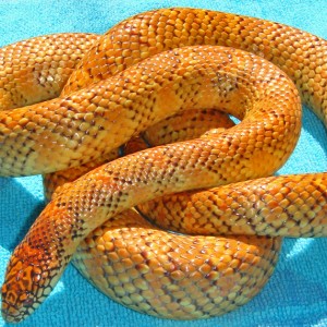 Extreme Flame Hyper Erytheristic brooksi