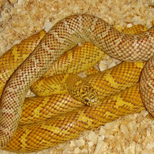 Hyper Xanthic Brooksi