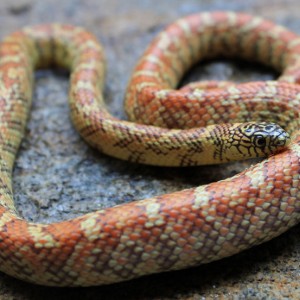 HyperXanthic "Hypo" brooksi