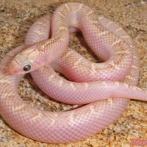 hypo white sided brooksi