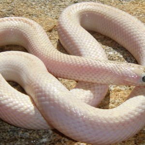 Hypo White Sided brooksi