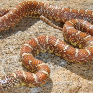 Peanut Butter brooksi