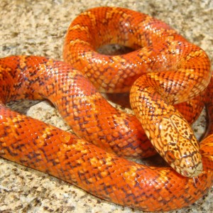 PeanutButter hypo brooksi