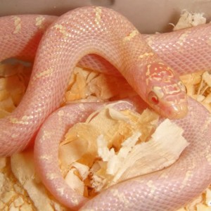 snow white sided brooksi