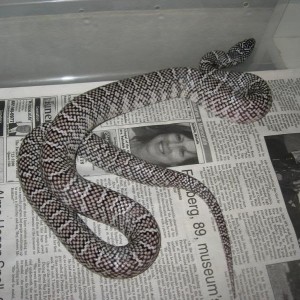 brooksi anerythristic