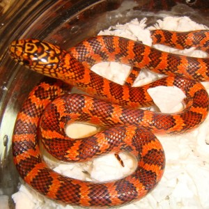 "Extreme Flame" Brooks baby