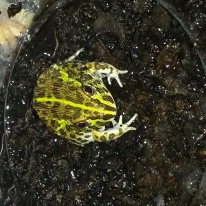 alguien sabria decir que es?