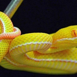 Albino white lipped viper (Trimeresurus albolabris)