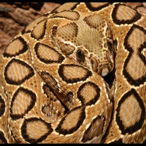 Russell's viper (Daboia russelii)