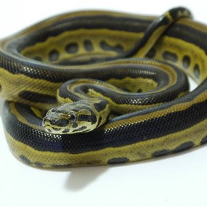 Boaconda (Eunectes murinus x Boa constrictor)