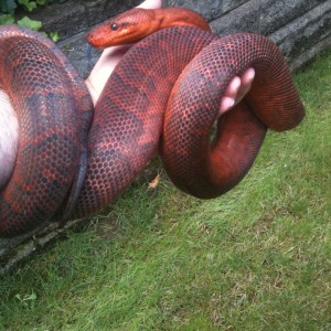 Dominican Red Mountain Boa (Epicrates Striatus Striatus SSP)