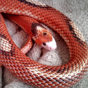Falsa coral de sinaloe aberrante (Lampropeltis triangulum sinaloe)