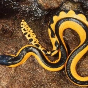 Yellow bellied sea snake