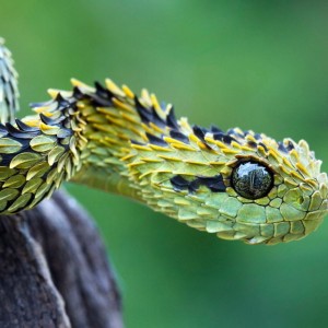 Atheris hispida