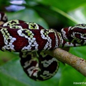 Tropidolaemus wagleri II