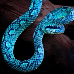 Trimeresurus trigonocephalus