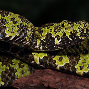 Protobothrops mangshanensis