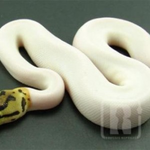 36006046spider piedball jpg