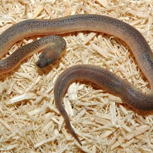 Granite Spotted Python (Antaresia maculosa)