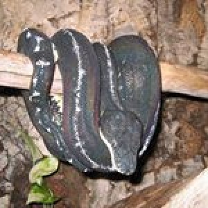 boa esmeralda dark (Corallus caninus)