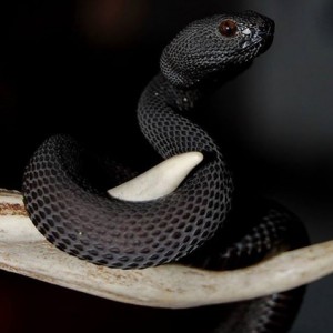 Melanistic pit viper (Trimesurus sp)