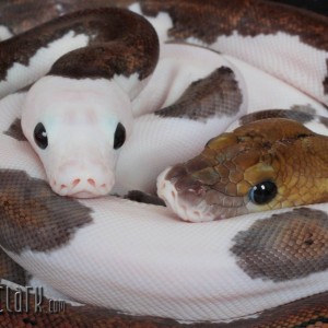 Piton reticulada Piedbald (Python reticulatus)