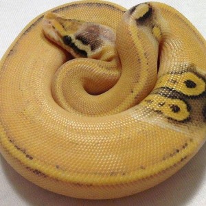 African Paradox Puma hall python