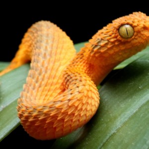 variable bush viper (Atheris squamigera)