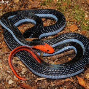 Calliophis bivirgata flaviceps