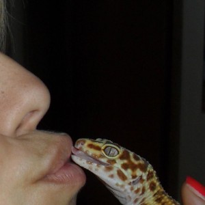 gecko amoroso
