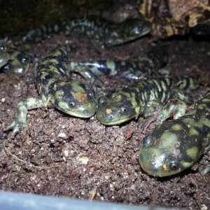 Ambystoma mavortium