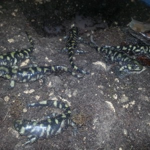 Ambystoma mavortium