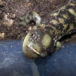 Ambystoma mavortium