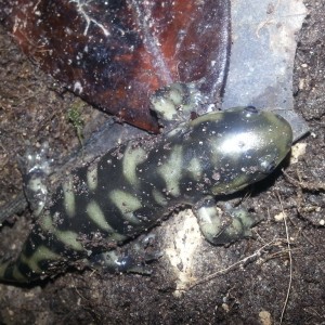 Ambystoma mavortium
