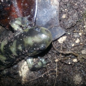 Ambystoma mavortium