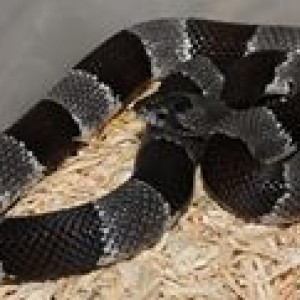 Lampropeltis alterna