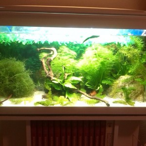 Acuario Sasayamas (1)