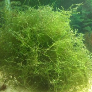 Acuario Sasayamas (2)