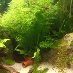 Acuario Sasayamas (3)