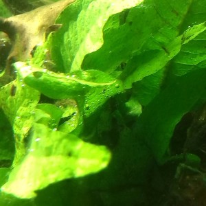 Acuario Sasayamas (4)