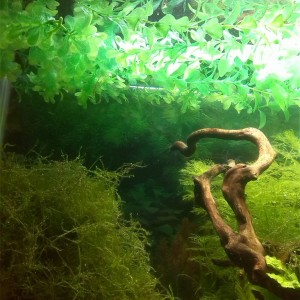 Acuario Sasayamas (5)