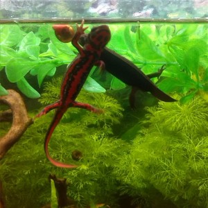 Acuario Sasayamas (6)